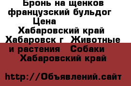 Бронь на щенков французский бульдог › Цена ­ 15 000 - Хабаровский край, Хабаровск г. Животные и растения » Собаки   . Хабаровский край